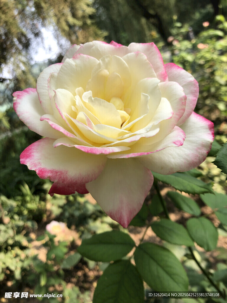 月季花