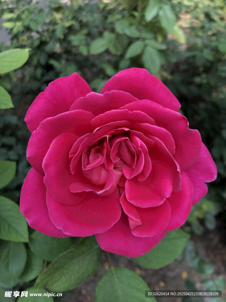 月季花