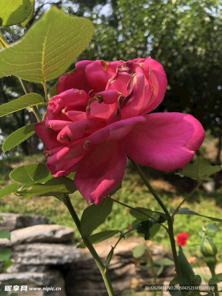 玫瑰花