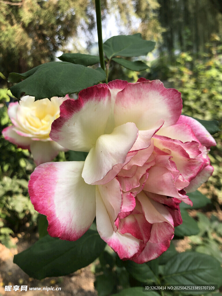 月季花