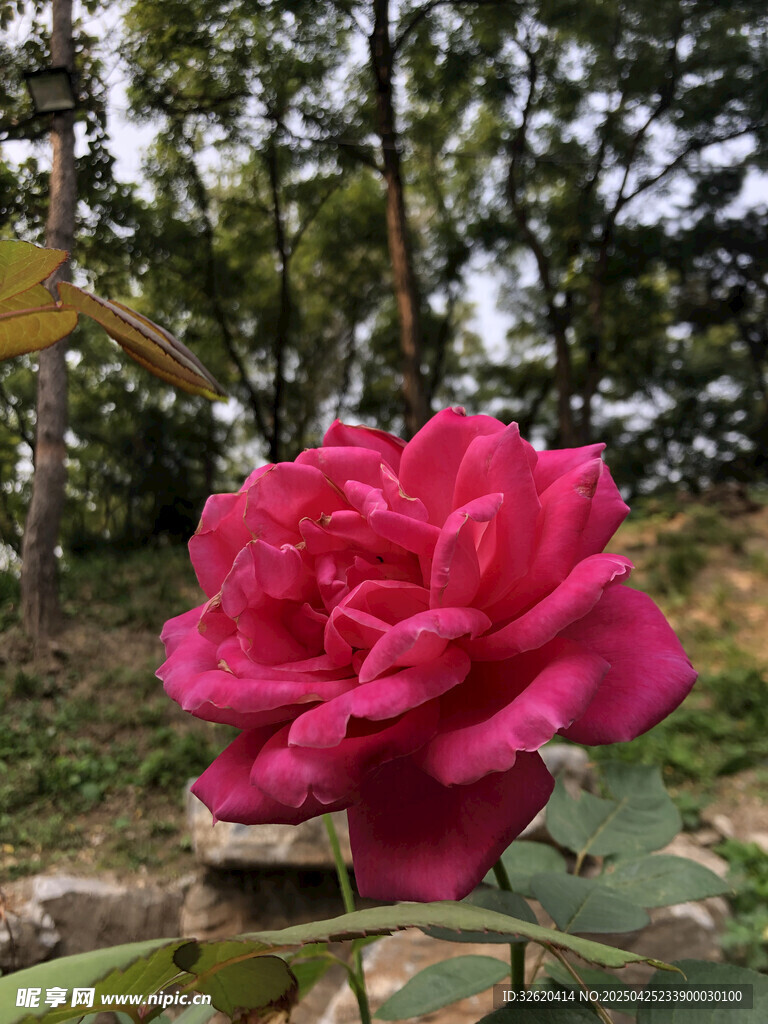 玫瑰花