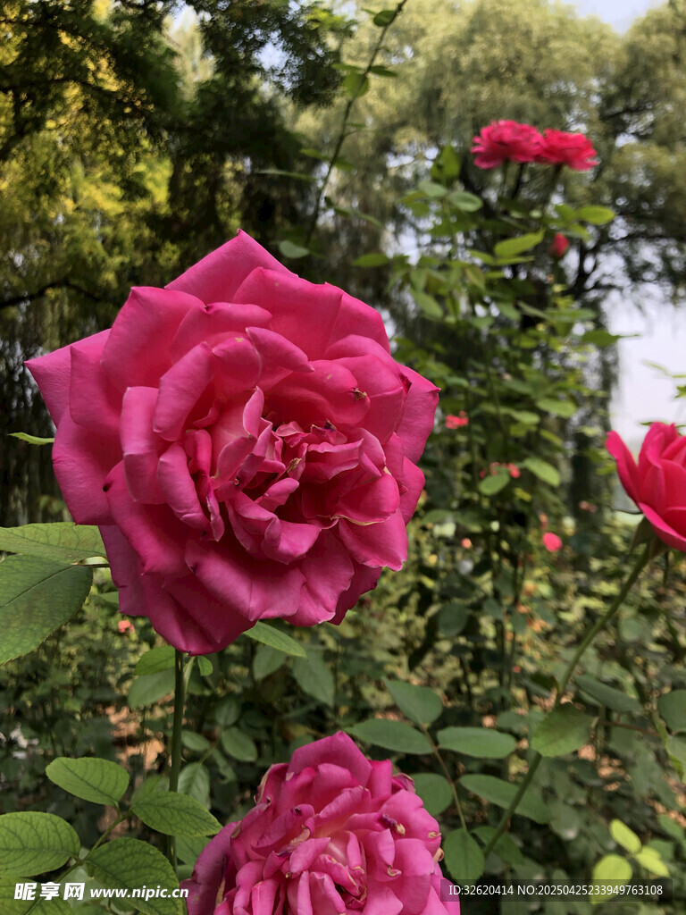 月季花