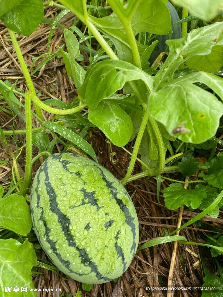 藤蔓上的新鲜西瓜