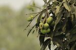 枝头青果挂 绿意盎然