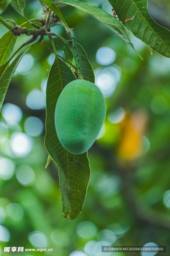 枝头青芒 尽显自然清新