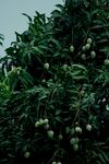 挂满果实的繁茂果树