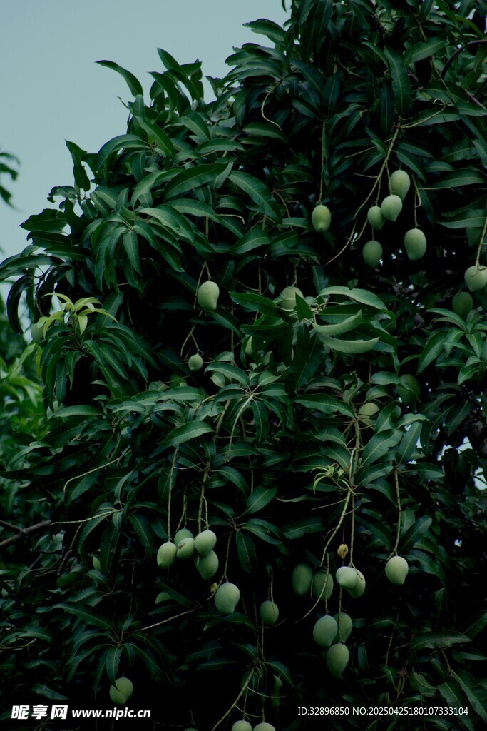 挂满果实的繁茂果树