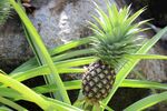 田间生长的新鲜菠萝