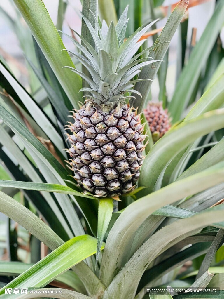 田间成熟的新鲜菠萝