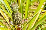 田间生长的新鲜菠萝