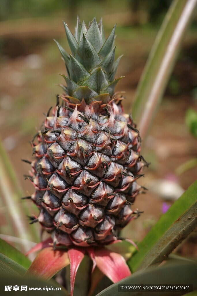 成熟菠萝特写