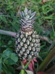 田间生长的新鲜菠萝