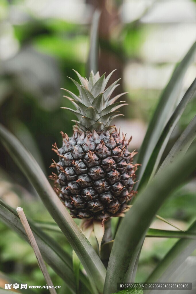生长中的新鲜菠萝植株
