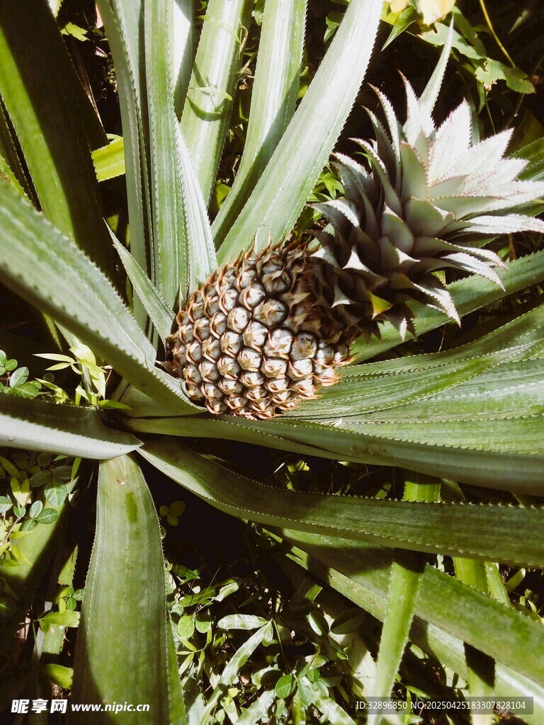 菠萝长在植株上的景象