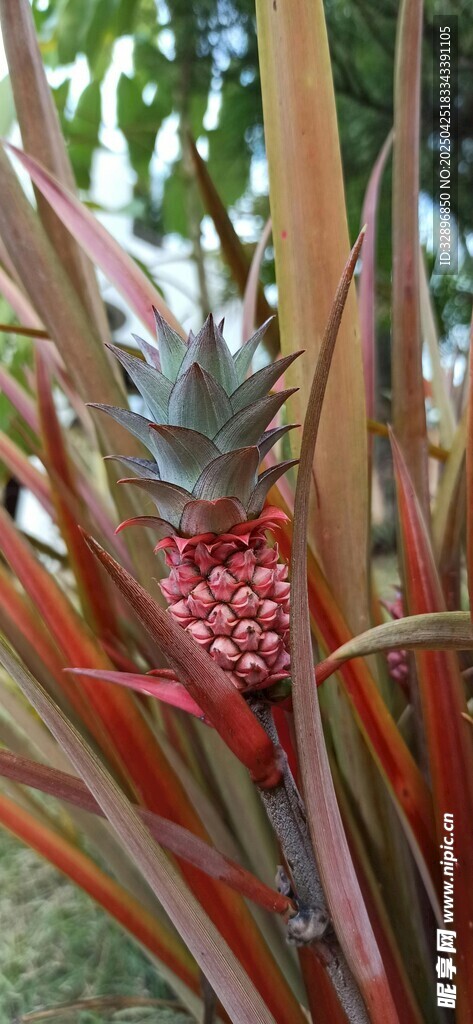 红凤梨植株特写