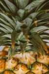 菠萝特写翠绿果冠与金黄果身