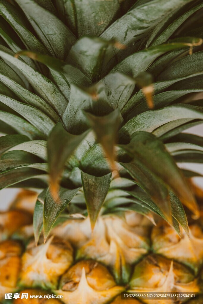 菠萝特写翠绿果冠与金黄果身