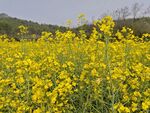 金黄油菜花田春日美景