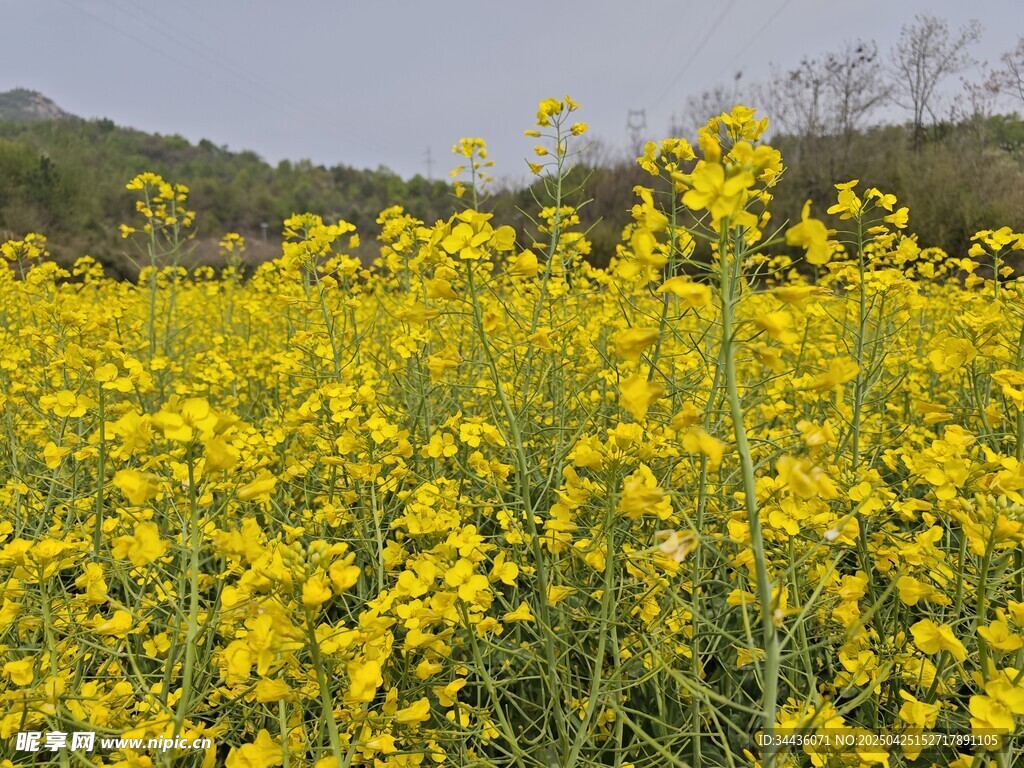 金黄油菜花田春日美景
