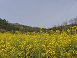 春日油菜花海美景