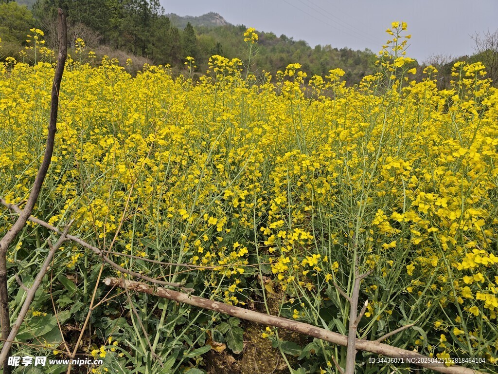 金黄油菜花田田园美景