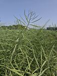 田野中的繁茂绿色植物