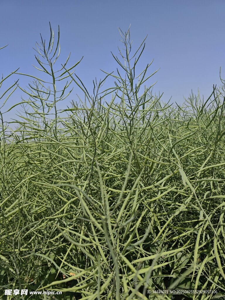 田野中的绿色植物