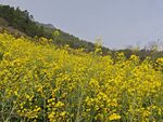 金黄油菜花田美景