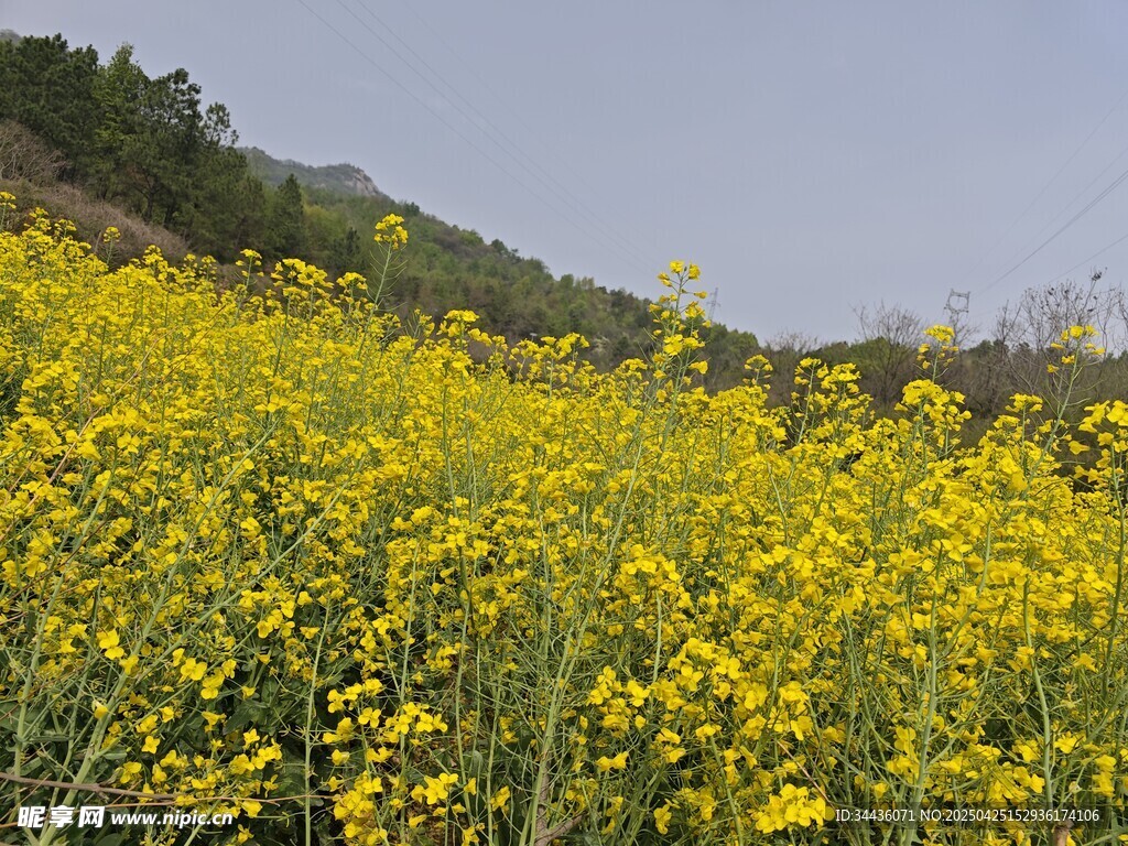金黄油菜花田美景