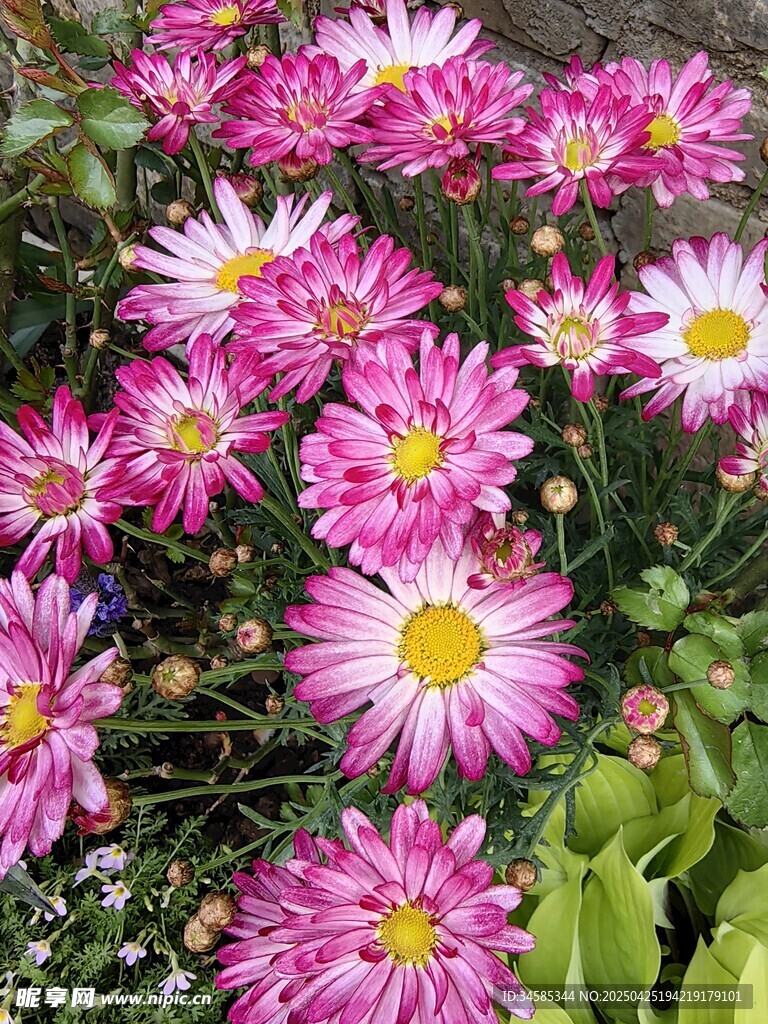 娇艳粉色菊花绽放