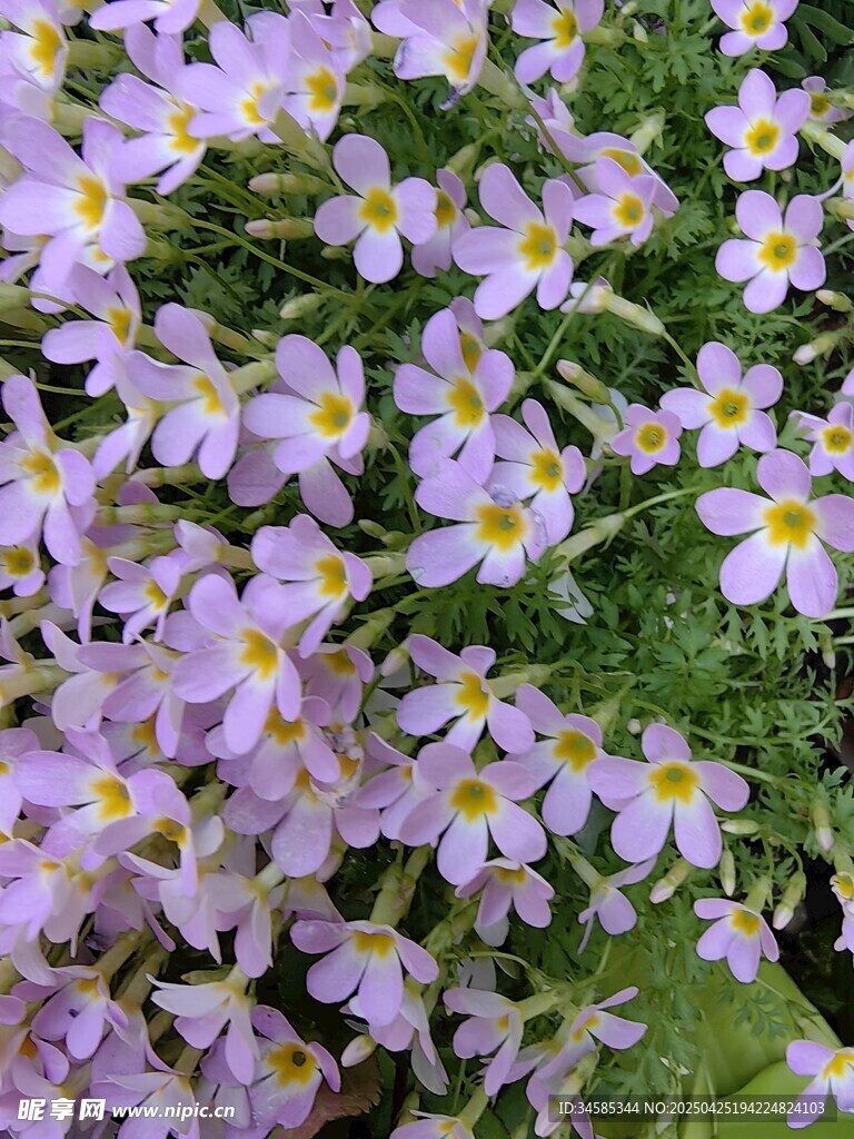 紫色小花绽放生机