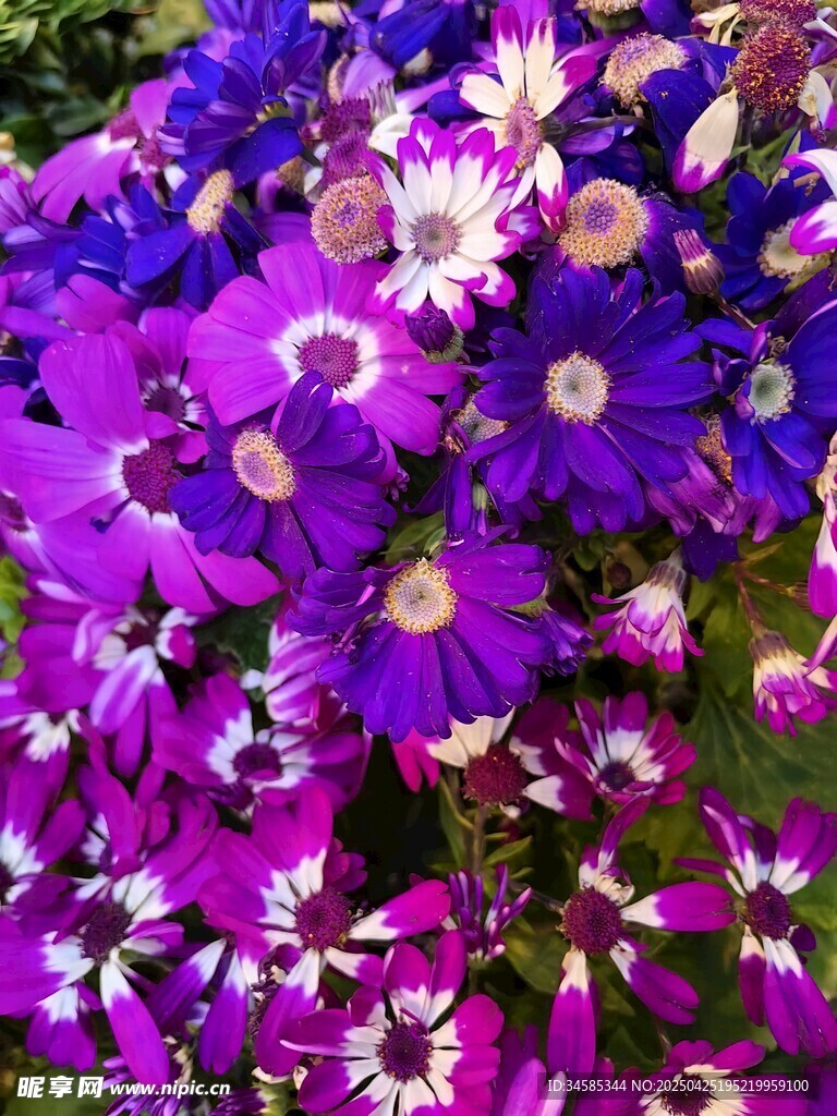 缤纷紫花绽放