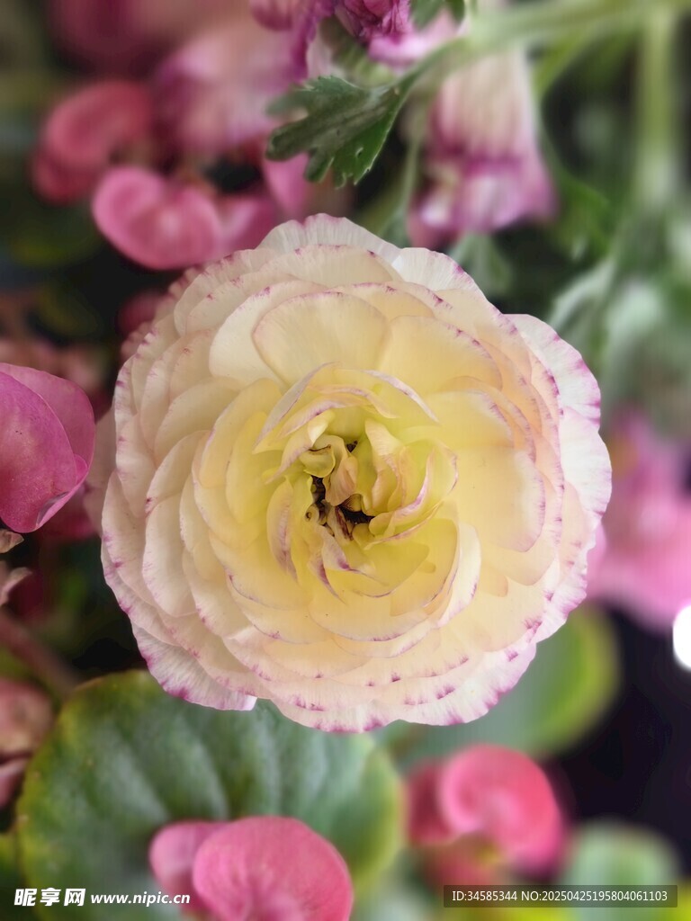 娇艳毛茛花