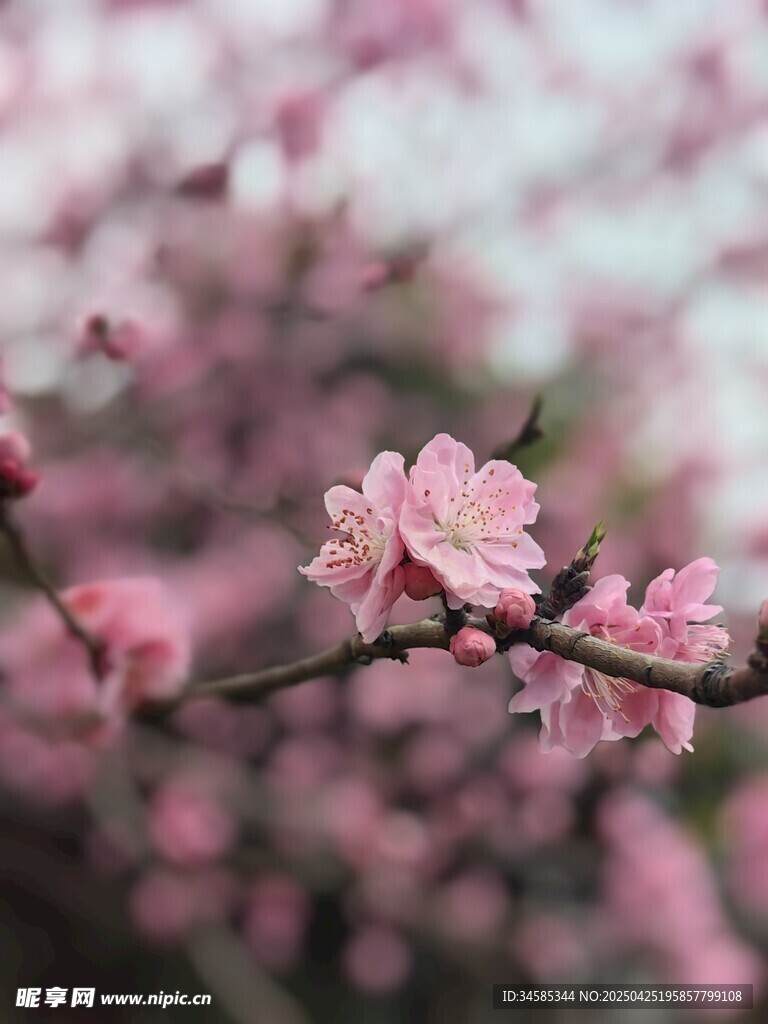 粉嫩桃花枝头绽放