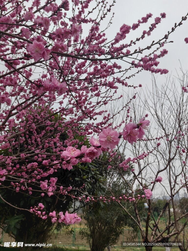 春日绽放的烂漫粉色花枝