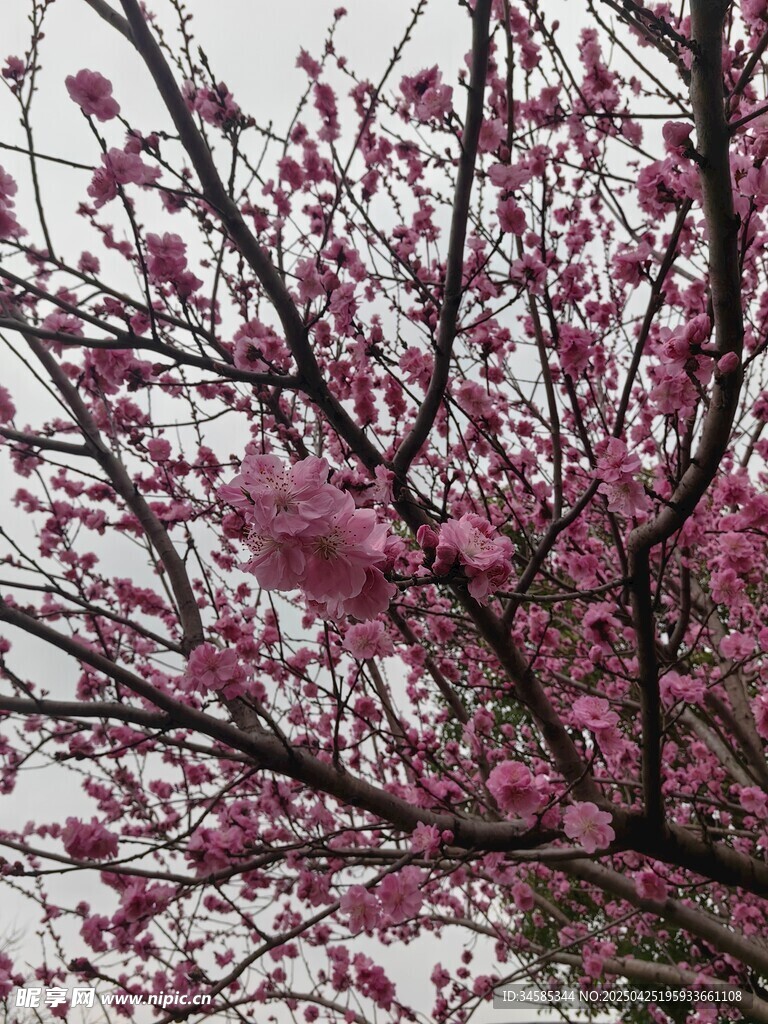 枝头绽放的粉嫩樱花