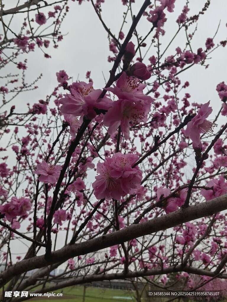 盛开的粉色繁花枝头