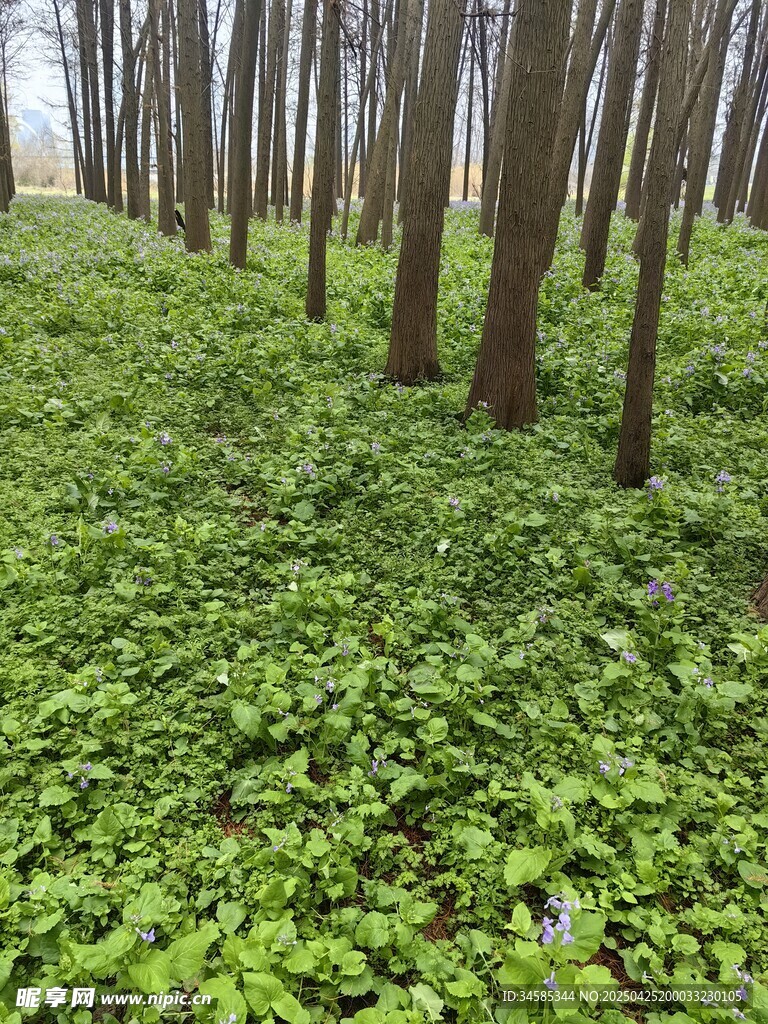 林间绿意盎然的繁茂景象