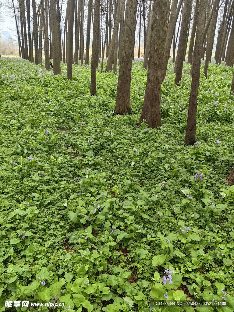 林间绿意盎然的繁茂植被