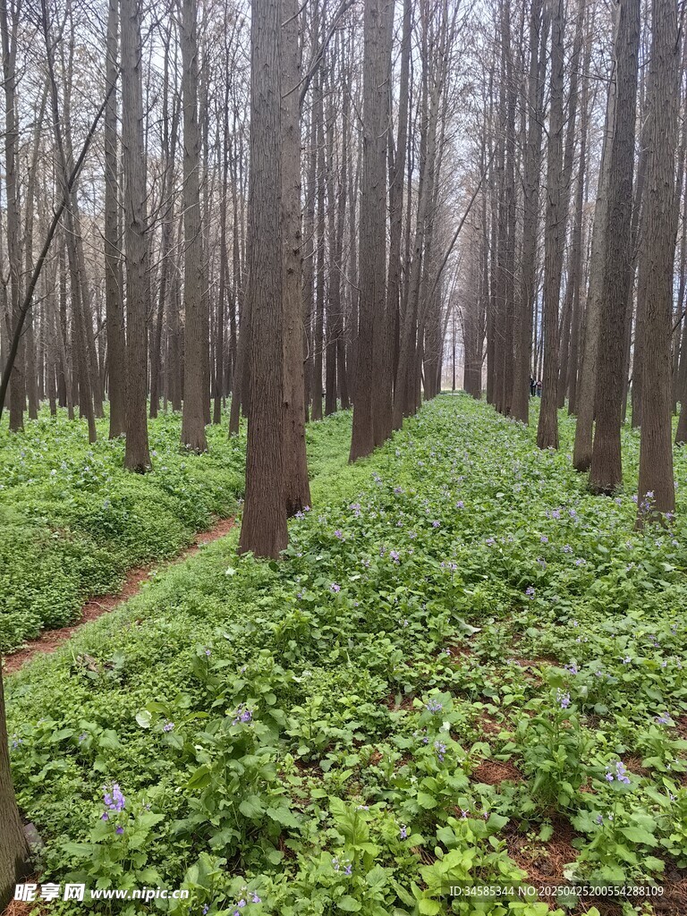 林间绿意盎然的植物景观