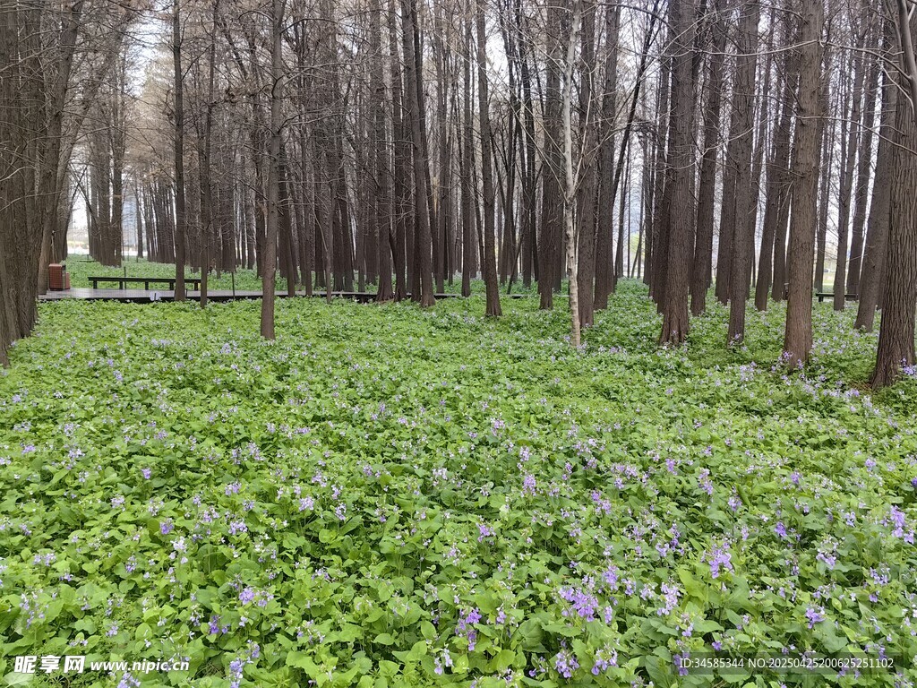 林间绿意盎然的花草树木