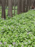 林间繁茂绿植与紫色小花