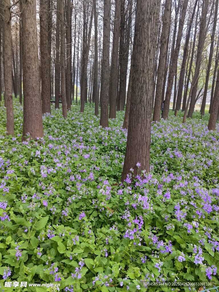 林间紫花绿意盎然