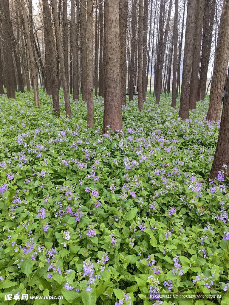 林间紫花绽放的清新景致