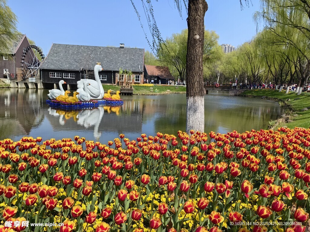 湖畔花海美景