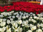 多彩郁金香花海绽放