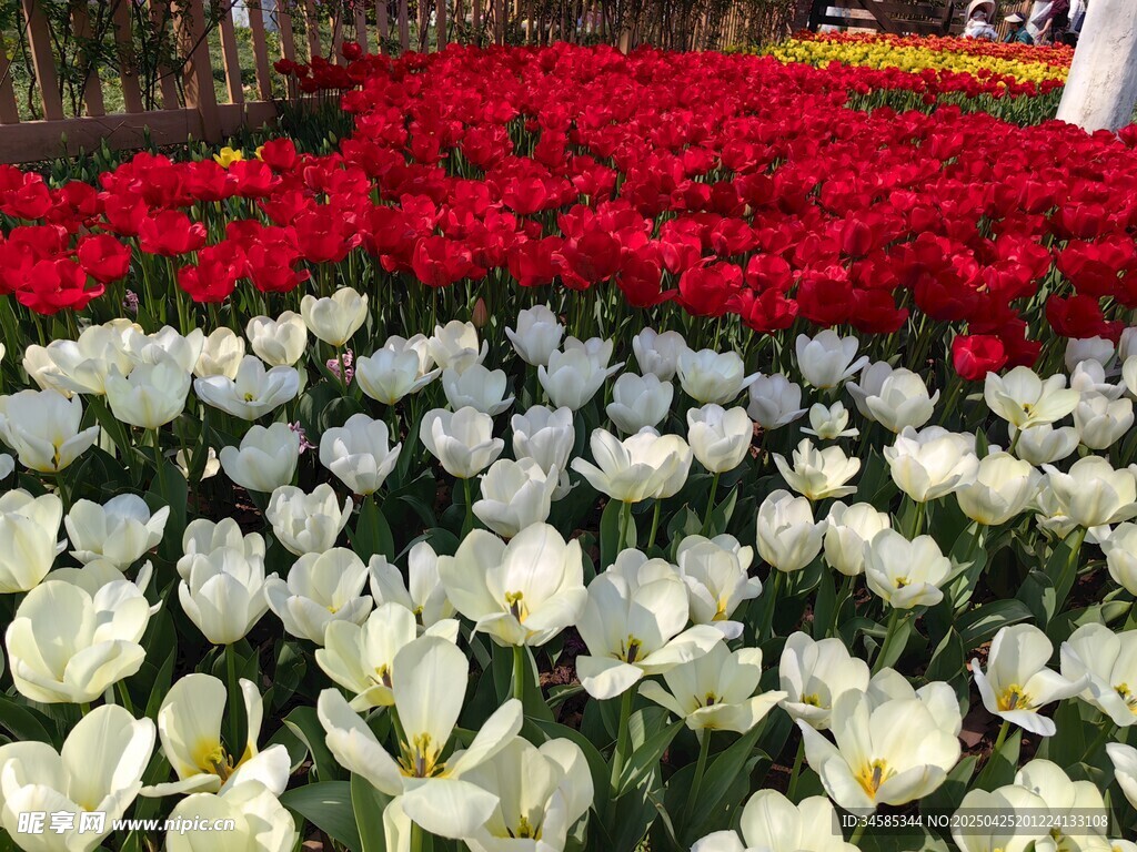 多彩郁金香花海绽放