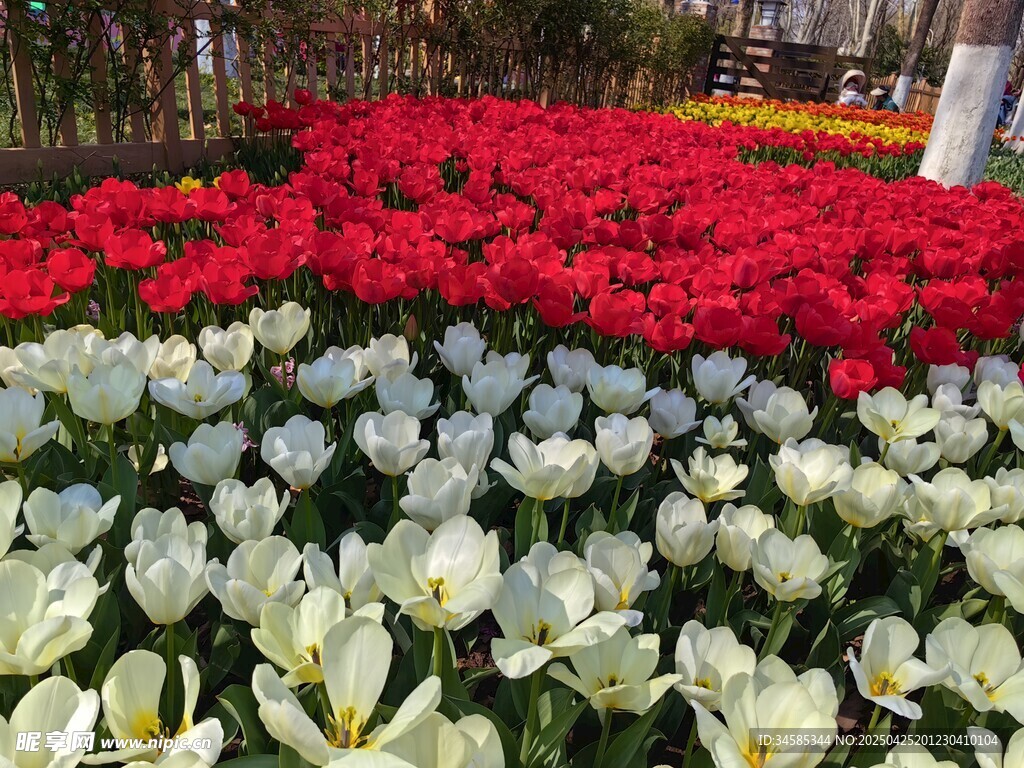 多彩郁金香花海美景