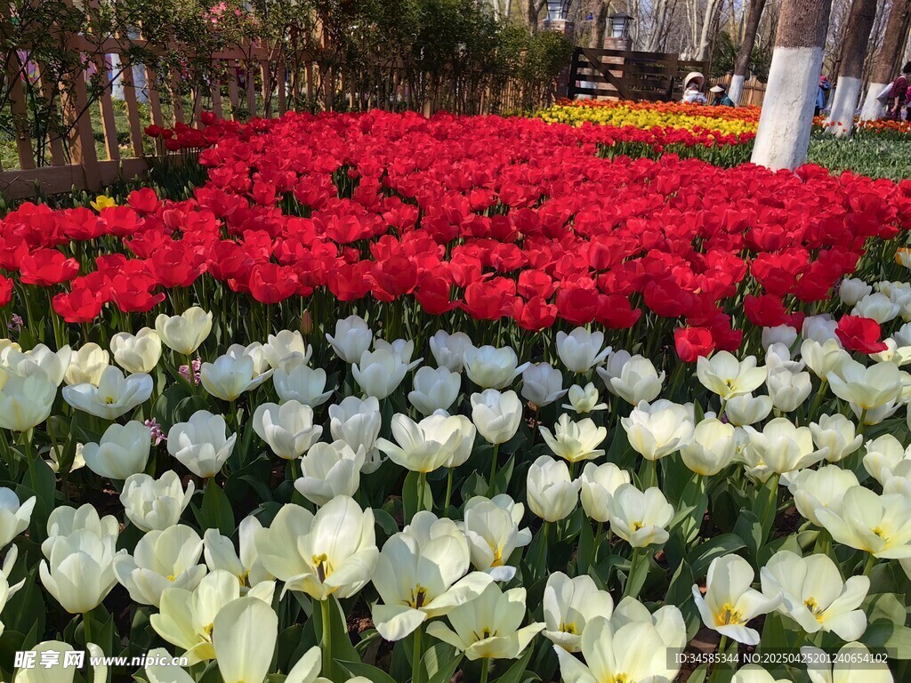 多彩郁金香花海美景