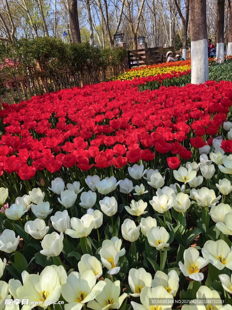 多彩郁金香花海美景
